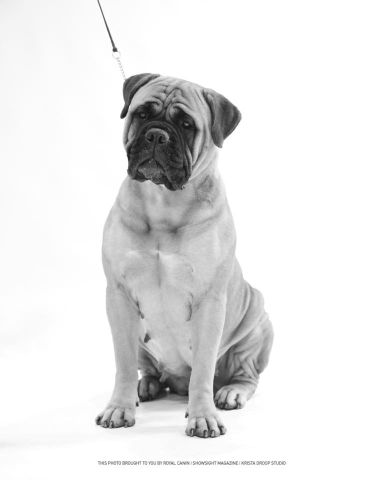 Feeding A Bullmastiff Puppy